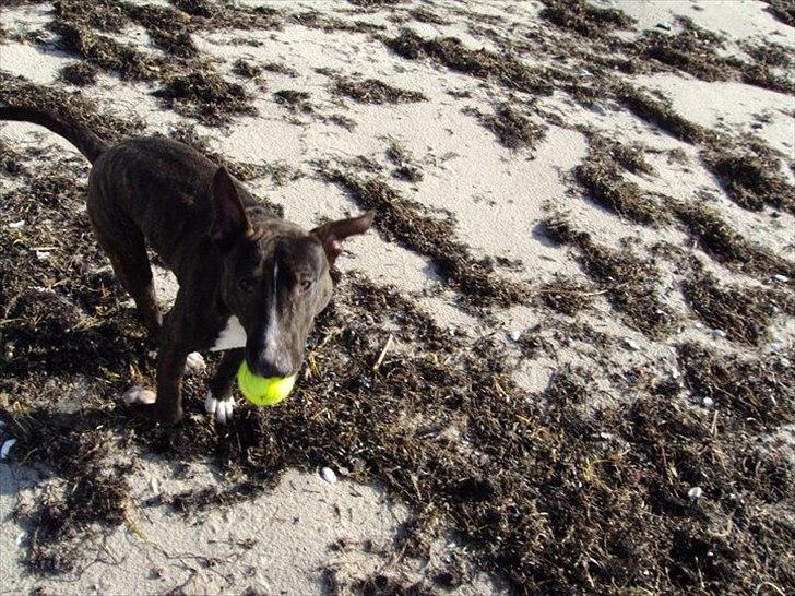 Bullterrier gizmo billede 4