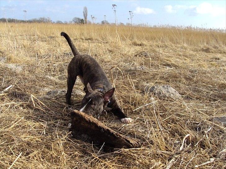 Bullterrier gizmo billede 5