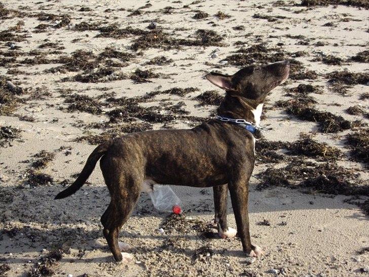 Bullterrier gizmo billede 6