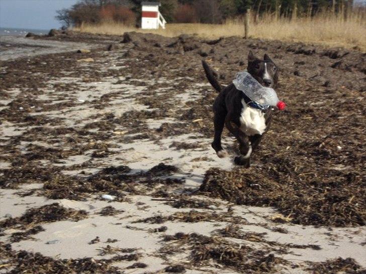 Bullterrier gizmo billede 7