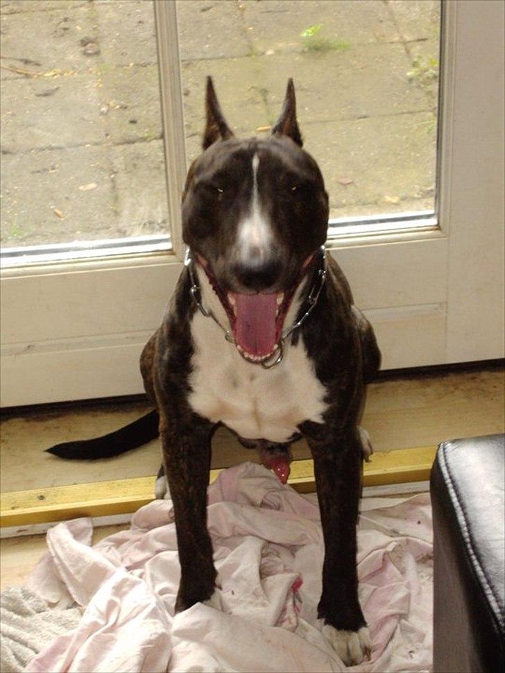 Bullterrier gizmo billede 8