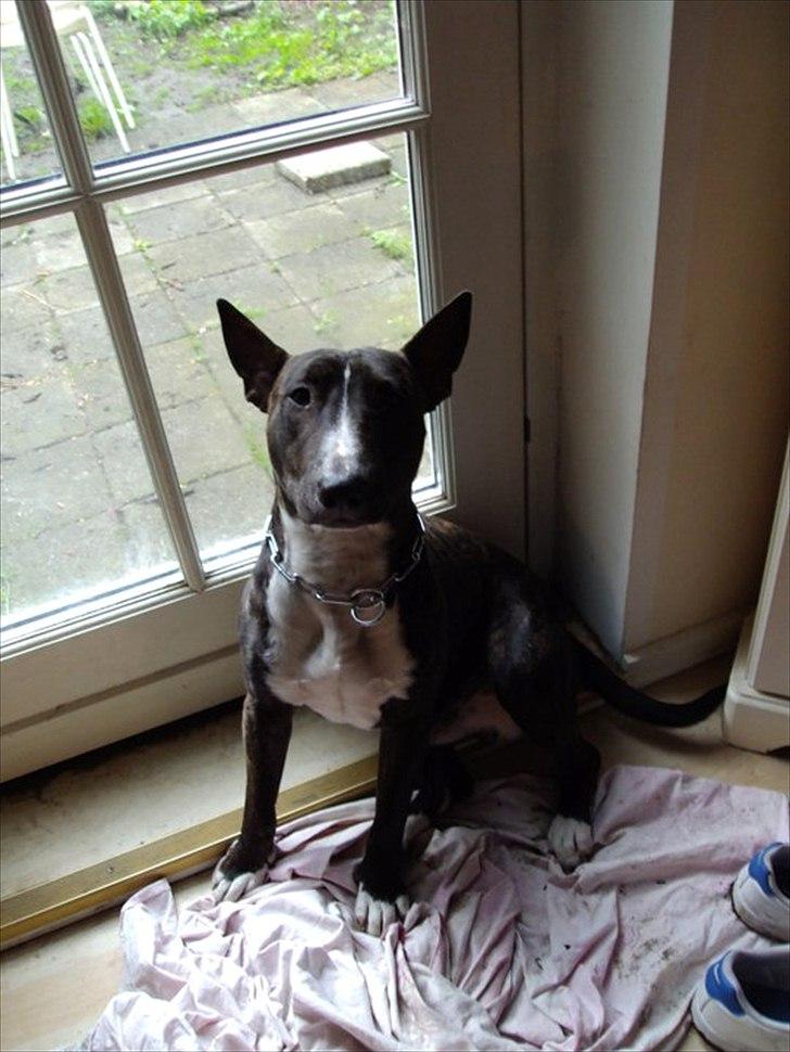 Bullterrier gizmo billede 9