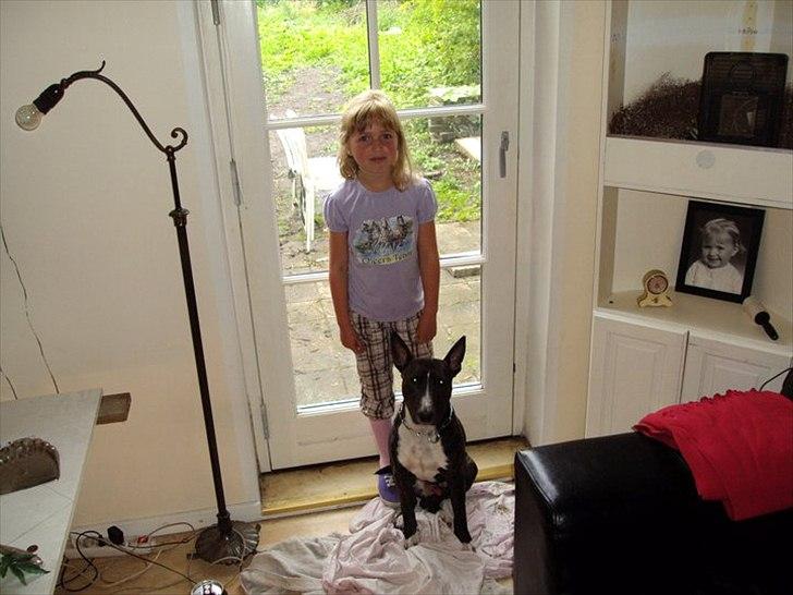 Bullterrier gizmo billede 10