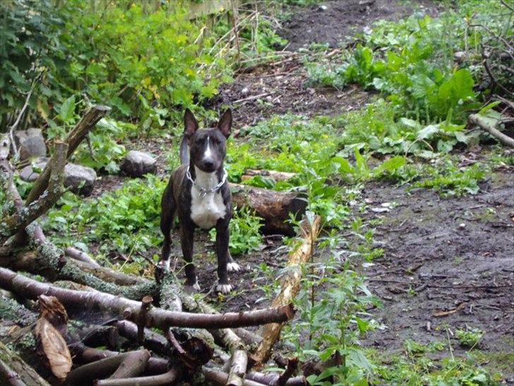 Bullterrier gizmo billede 11