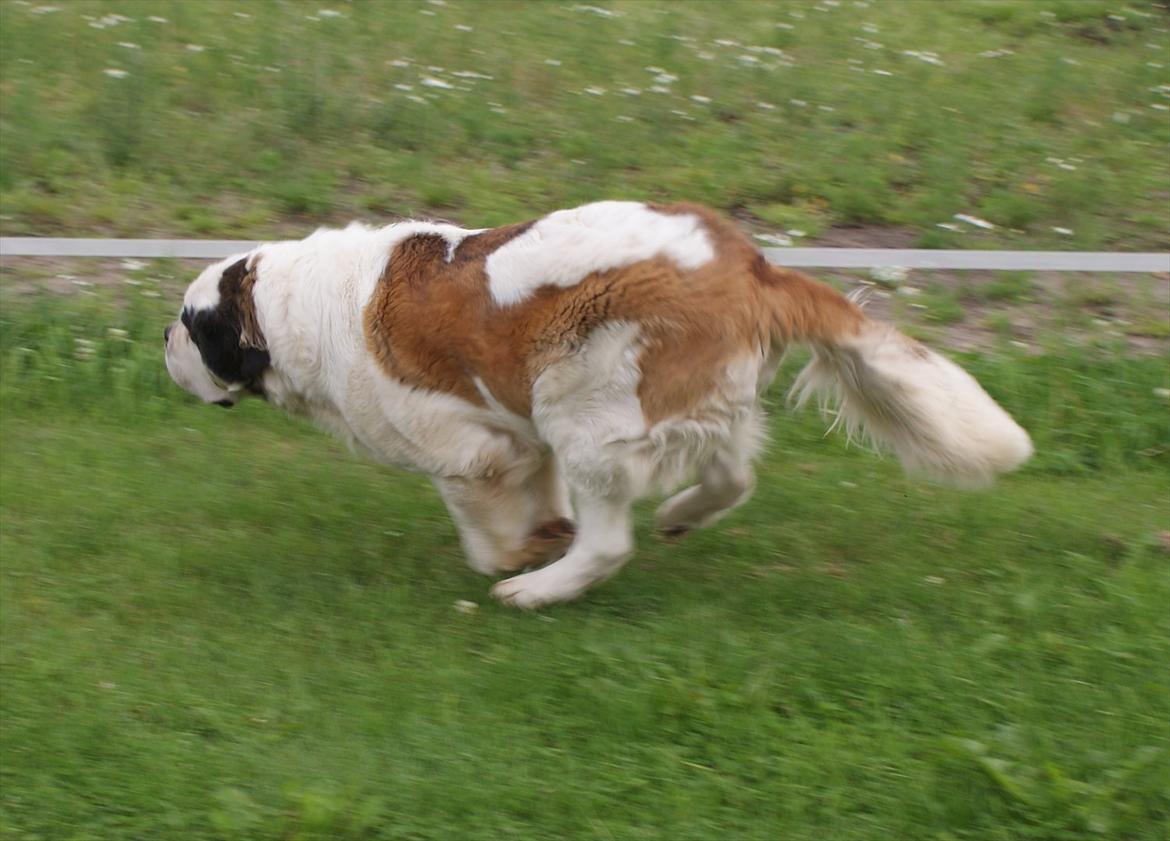 Sankt bernhardshund Muffe (Solgt) - Muffe i fuld fart. billede 3