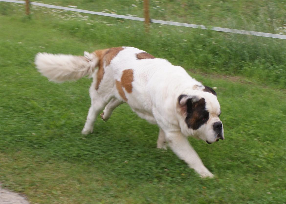 Sankt bernhardshund Muffe (Solgt) - Hun er næsten hvid på den anden side.
 billede 4