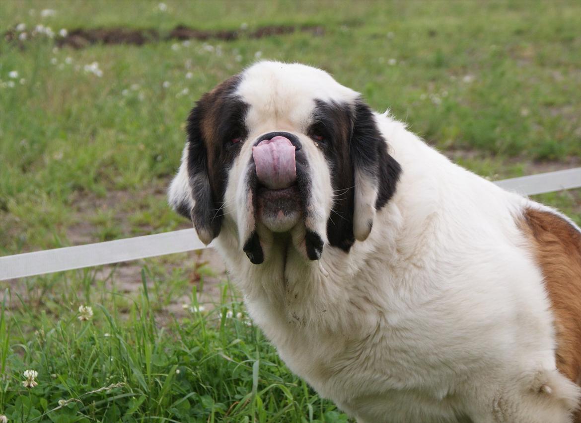 Sankt bernhardshund Muffe (Solgt) - He he  billede 5