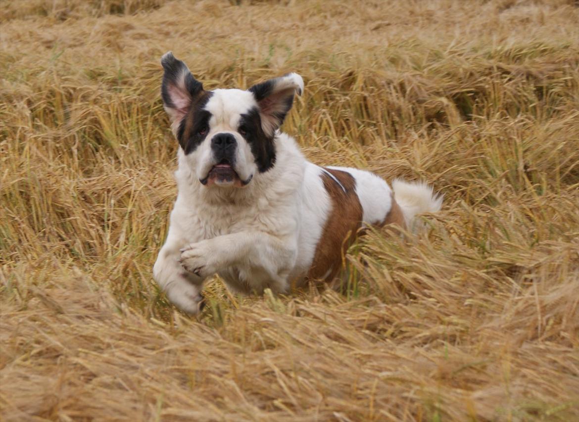 Sankt bernhardshund Muffe (Solgt) - Ready to take off.... billede 6