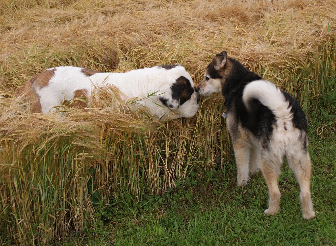Sankt bernhardshund Muffe (Solgt) - Lucky er blevet til en lille hund samlignet med Muffe. billede 7