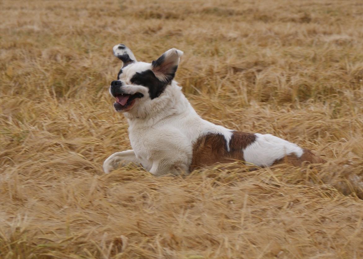 Sankt bernhardshund Muffe (Solgt) - Der er nu ikke noget sjovere end en Sankt Bernhard i en mark. billede 8