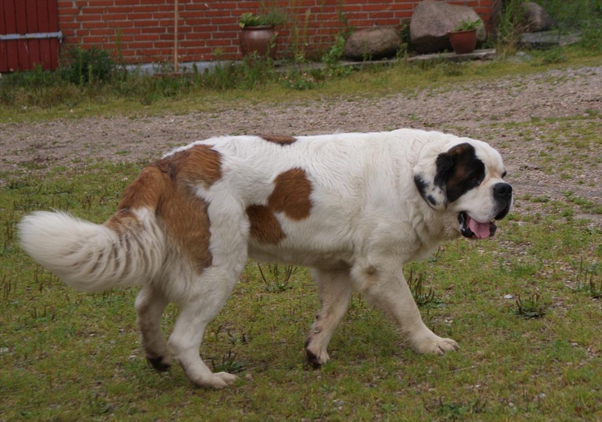 Sankt bernhardshund Muffe (Solgt) - Muffe set fra højre side. billede 9