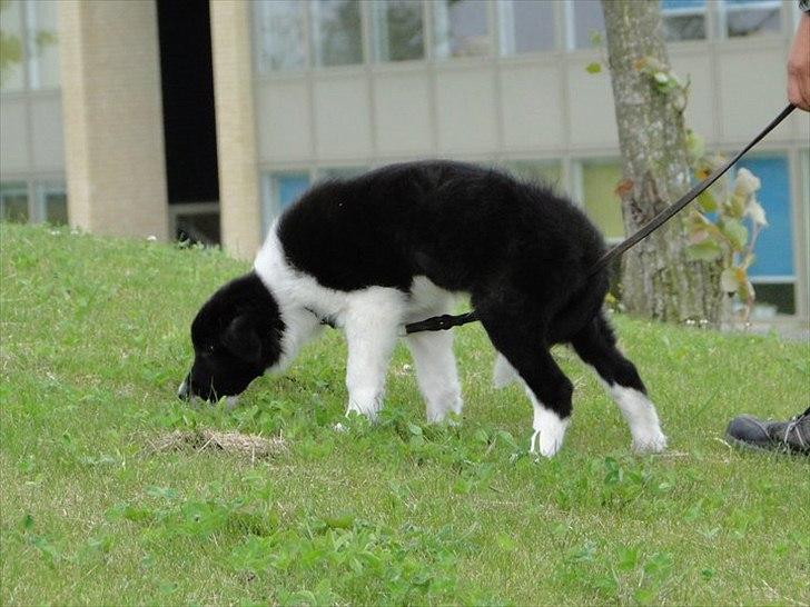 Border collie Danielsson´s Skyline Celix (Felix) - Spor 9 uger gammel! billede 11