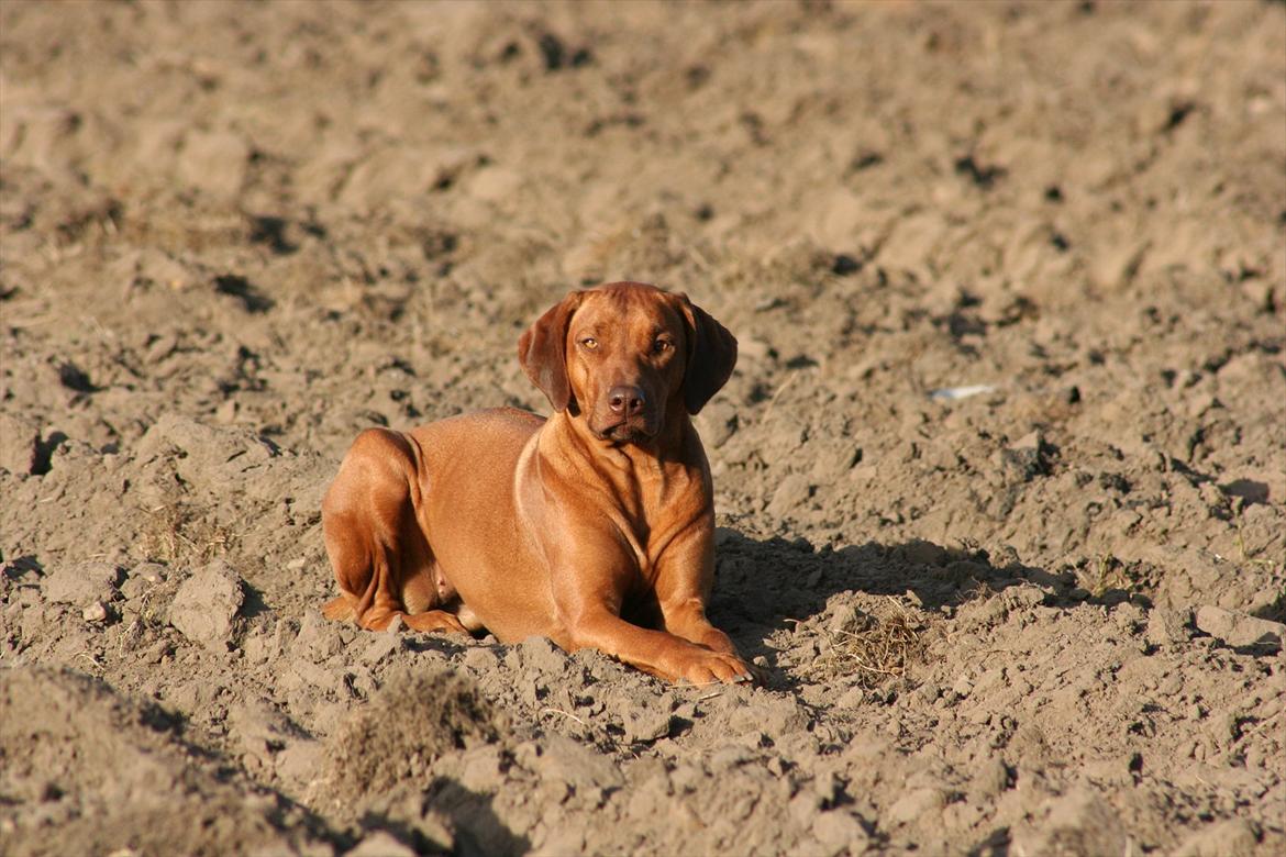 Rhodesian ridgeback Kianga billede 1