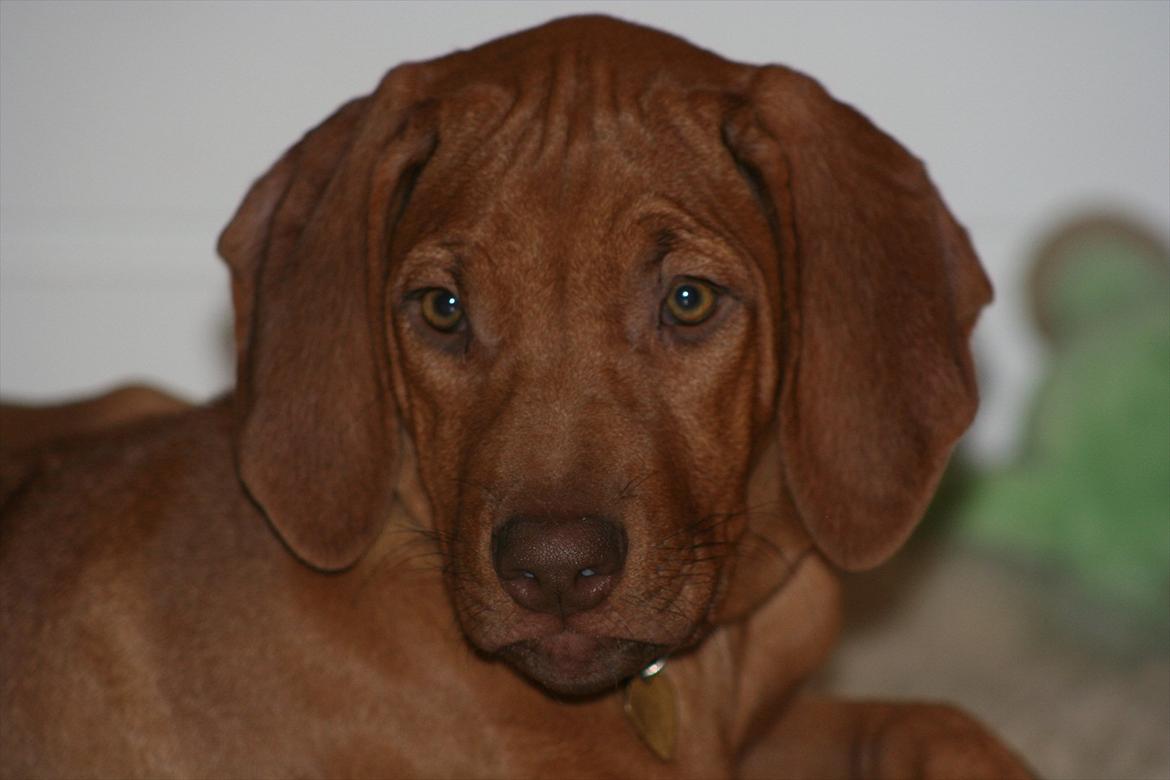 Rhodesian ridgeback Kianga billede 2