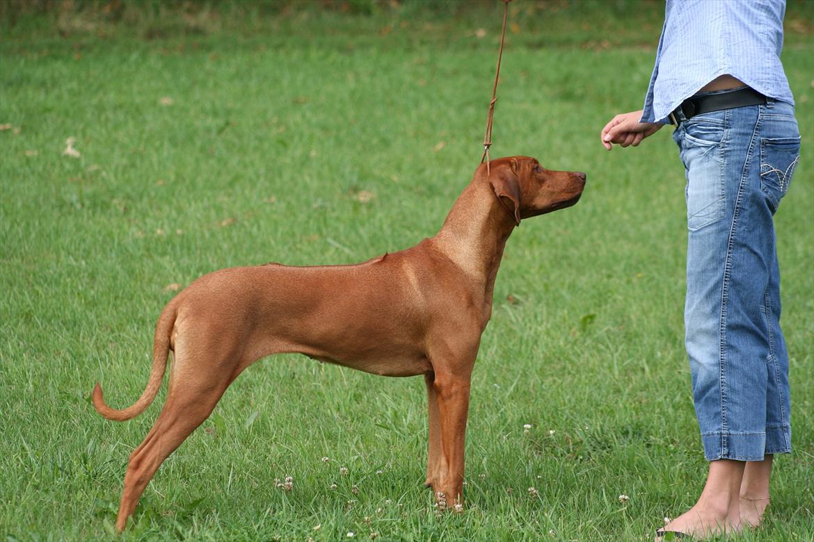 Rhodesian ridgeback Kianga billede 4