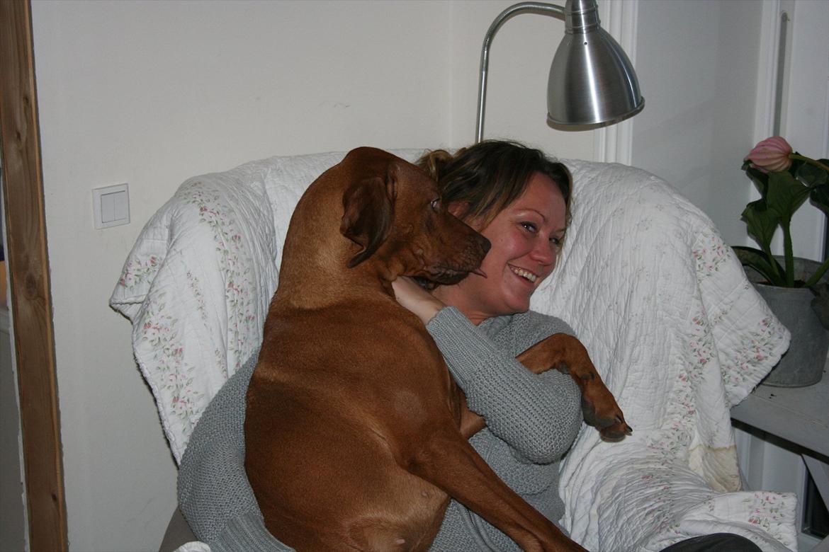 Rhodesian ridgeback Kianga billede 5