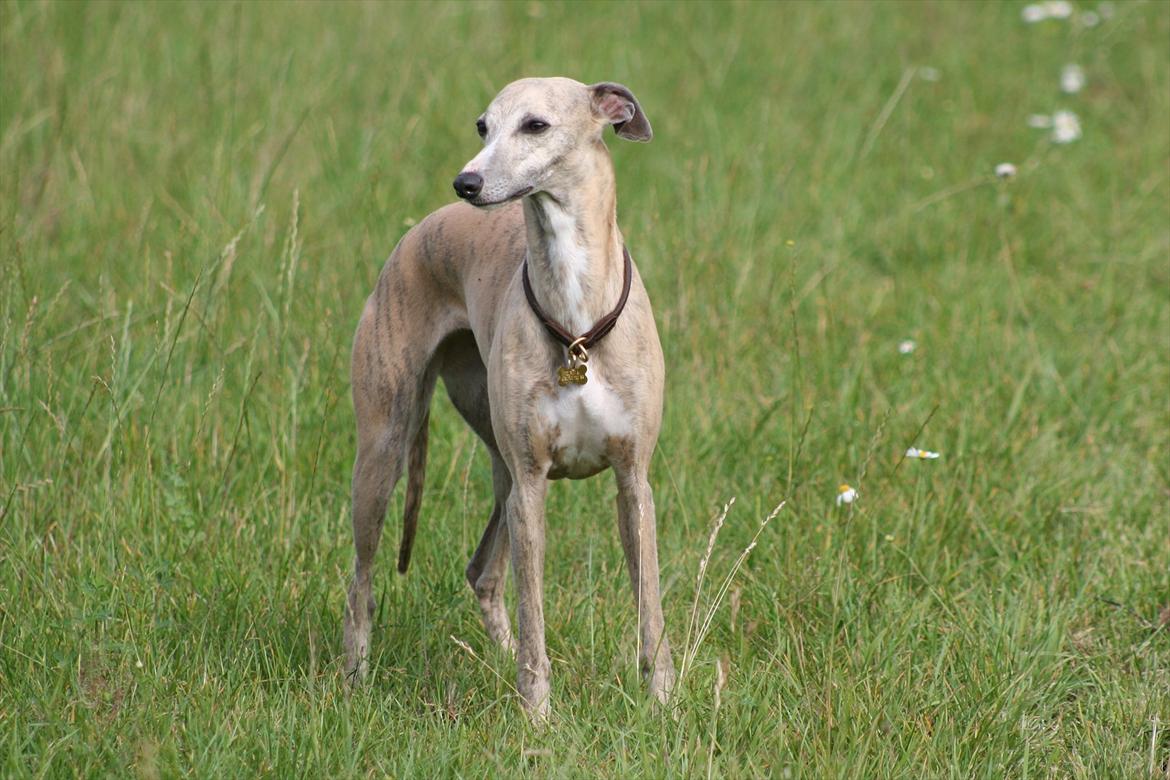 Whippet Erna billede 1
