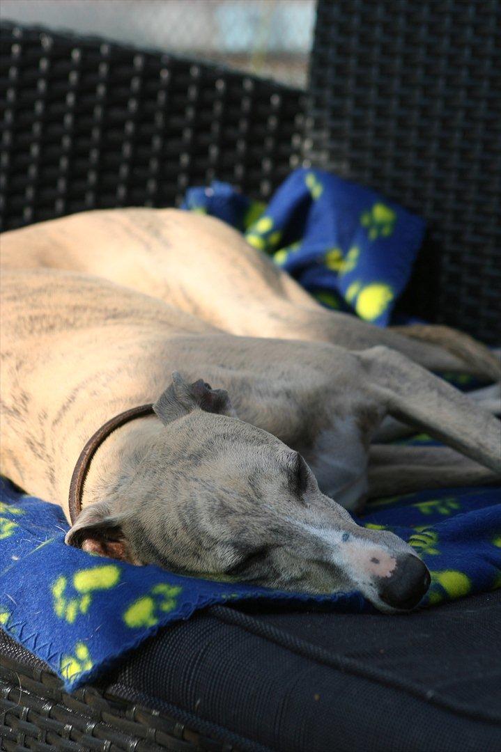 Whippet Erna billede 2