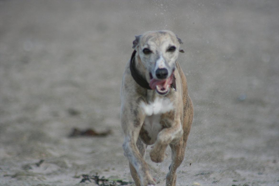 Whippet Erna billede 3