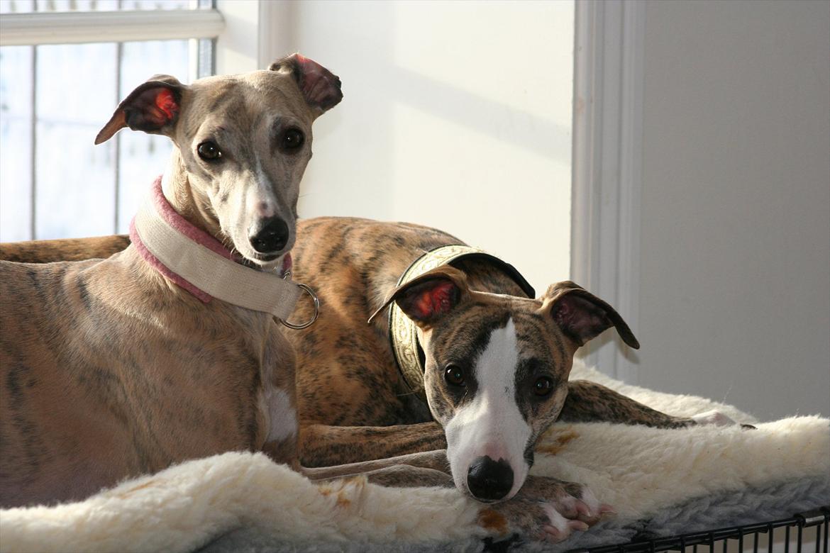 Whippet Erna billede 4
