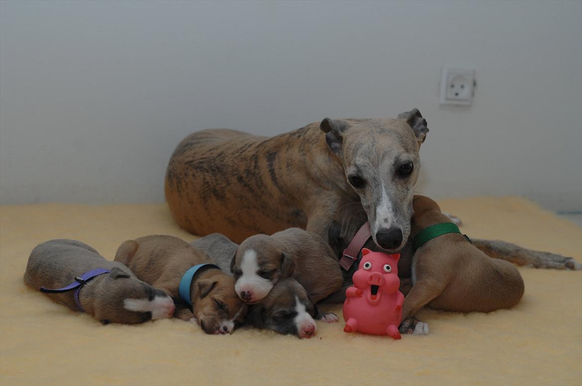 Whippet Erna billede 5