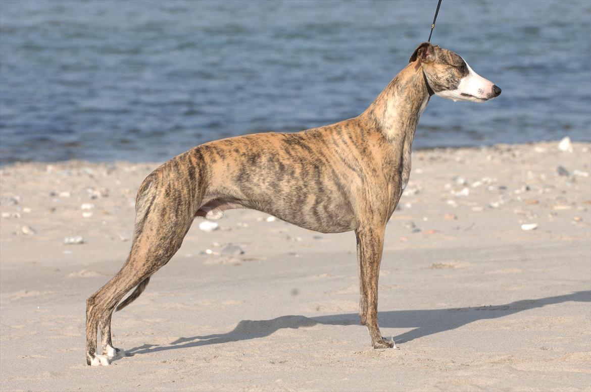 Whippet Duke billede 1