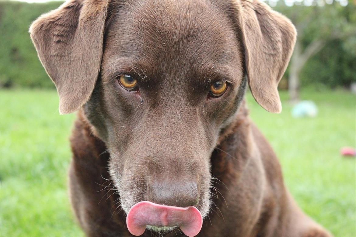 Labrador retriever Freja billede 2