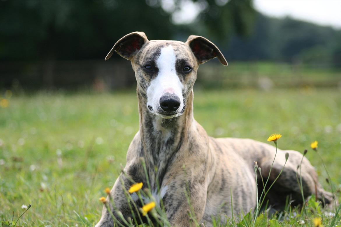 Whippet Duke billede 2