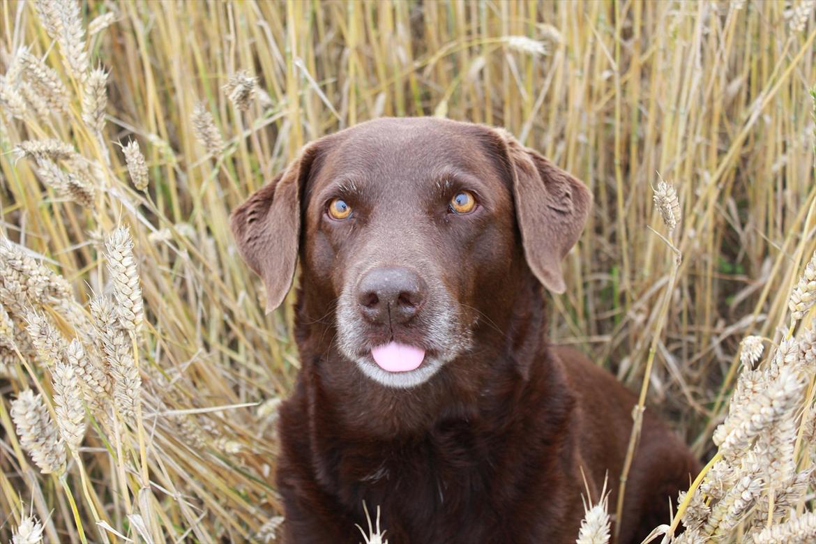 Labrador retriever Freja billede 3