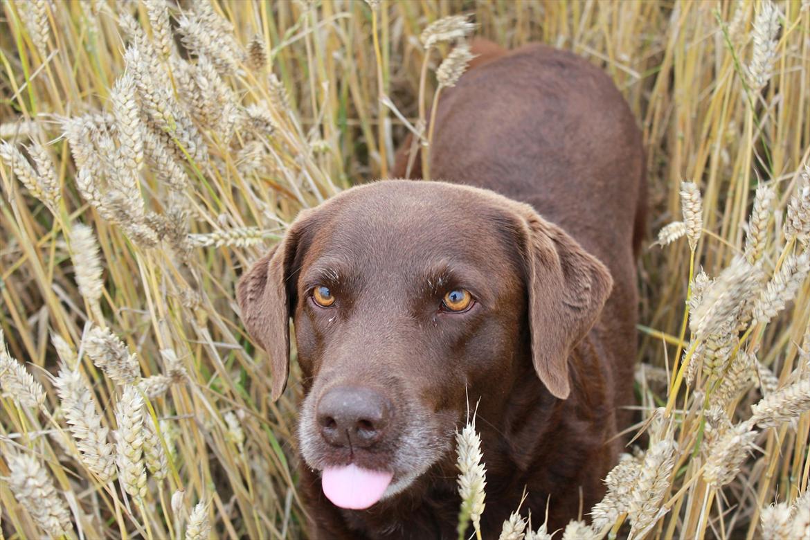 Labrador retriever Freja billede 4