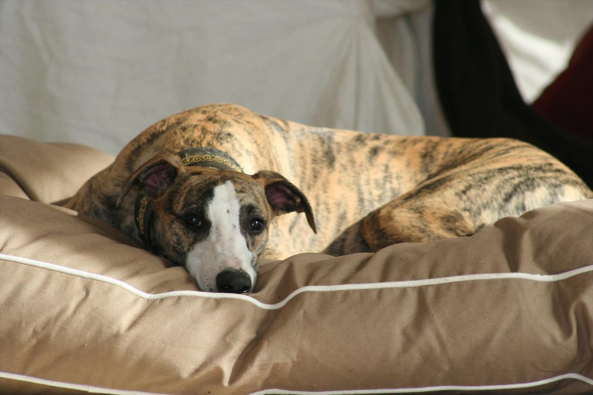 Whippet Duke billede 3