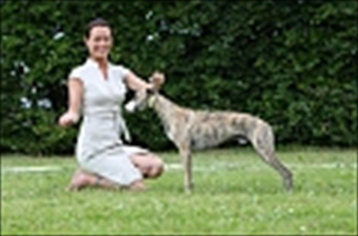 Whippet Duke billede 4