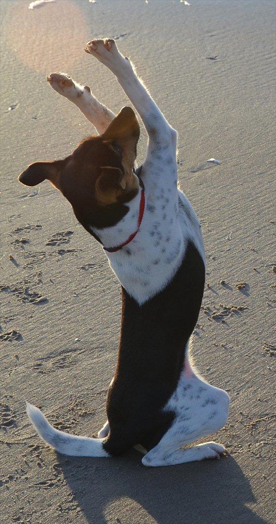 Dansk svensk gaardhund Björk<'3 - 3 # Hands up! Foto: Lærke Akita Dalmose 13.07.11 billede 3