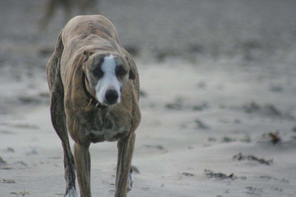 Whippet Duke billede 5