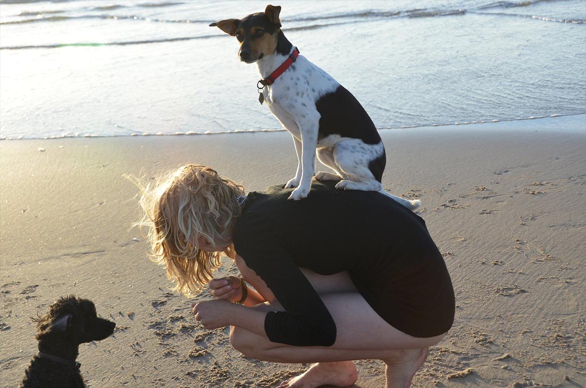 Dansk svensk gaardhund Björk<'3 - 6 # Her sidder man jo ganske godt:) Foto: Lærke Akita Dalmose 13.07.11 billede 6