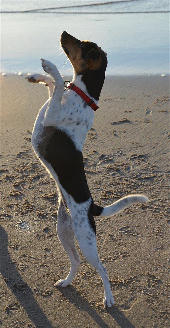 Dansk svensk gaardhund Björk<'3 - 10 # Stejler på stranden:) Foto: Lærke Akita Dalmose 13.07.11 billede 10