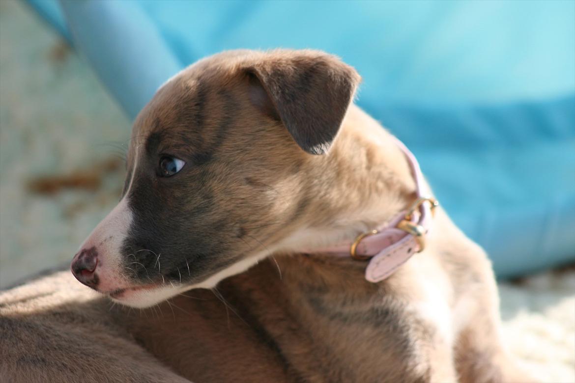 Whippet Buffy billede 1