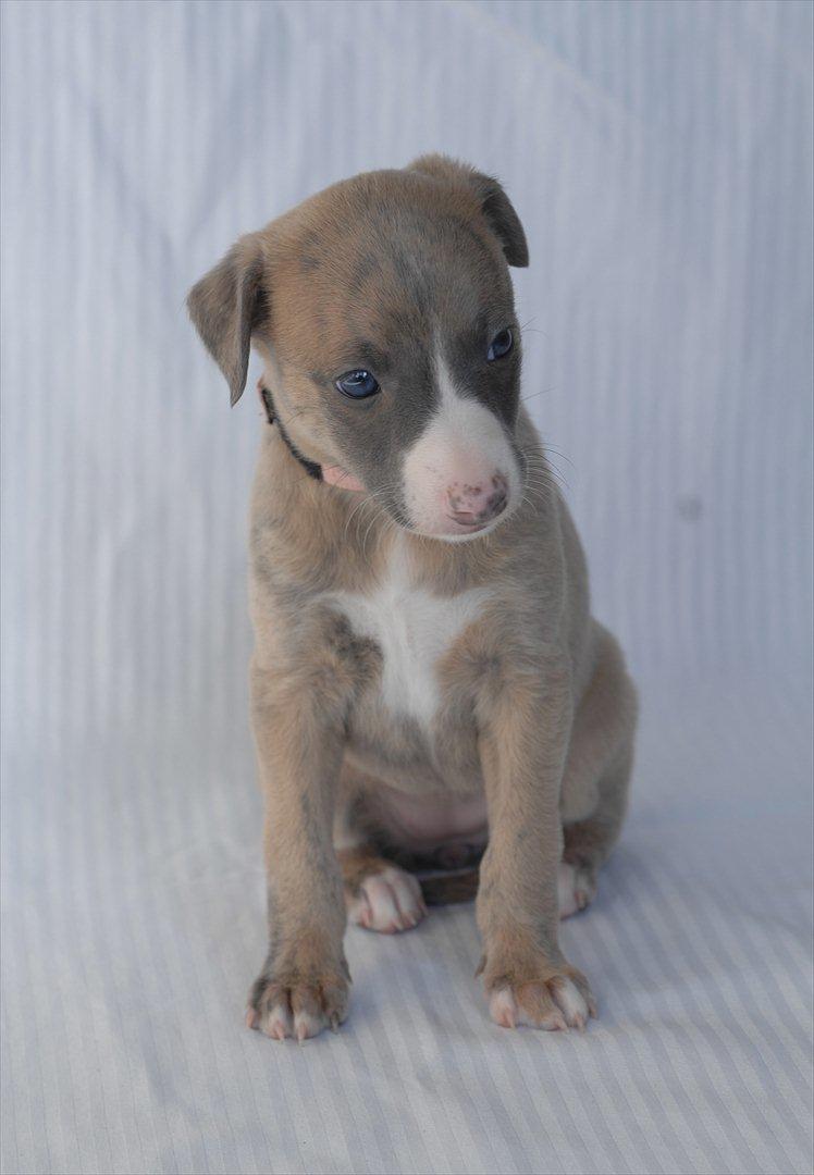 Whippet Buffy billede 2