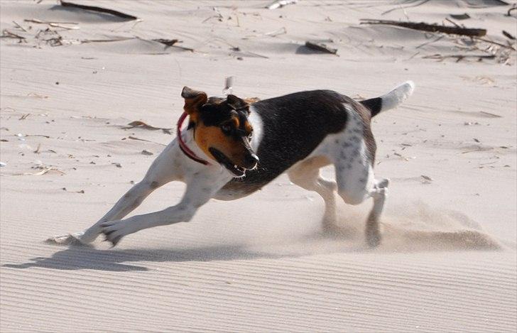 Dansk svensk gaardhund Björk<'3 - 8 # Så skal der drøn på!:D Foto: AFH 12.07.11 billede 8