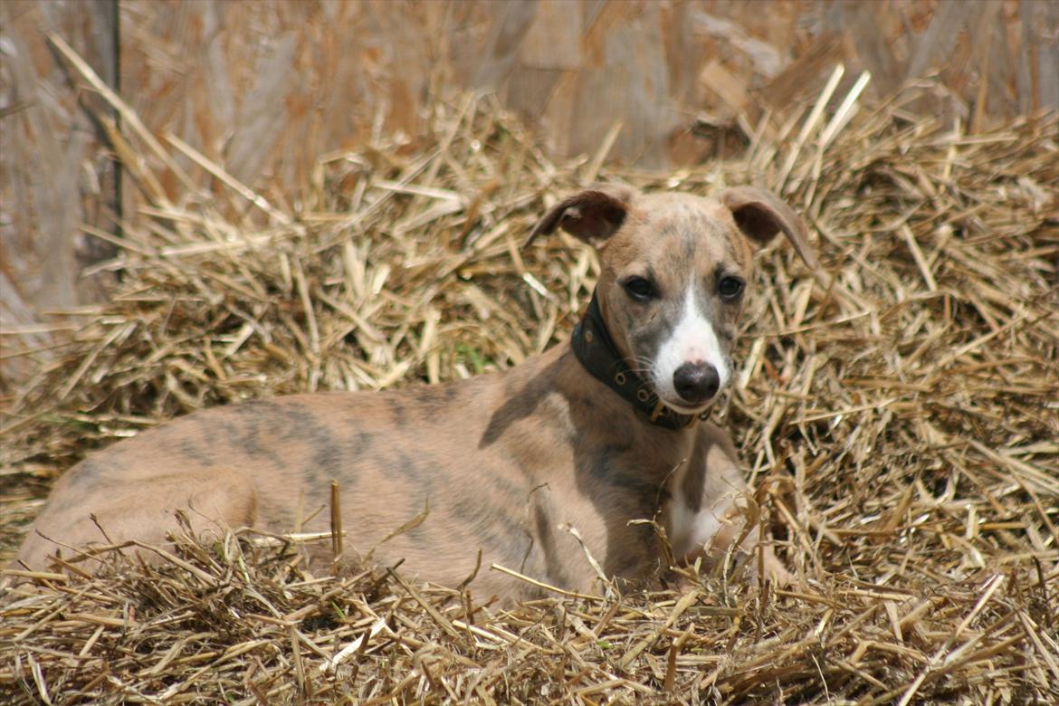 Whippet Buffy billede 3