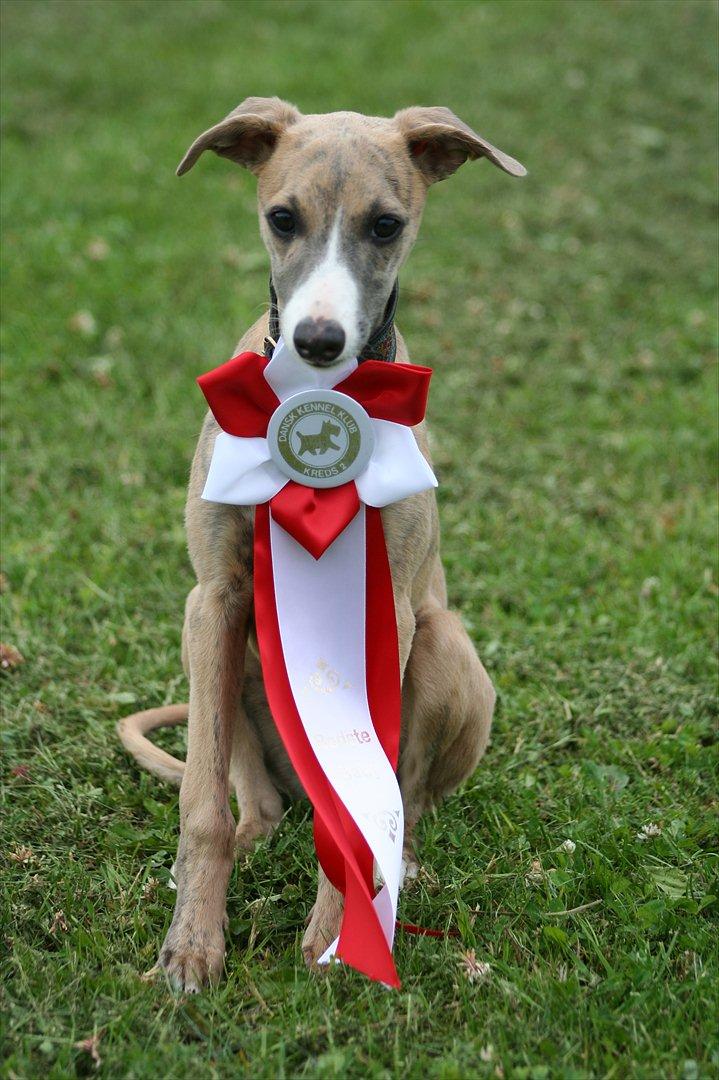 Whippet Buffy billede 4