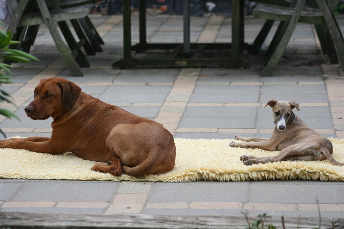 Whippet Buffy billede 5