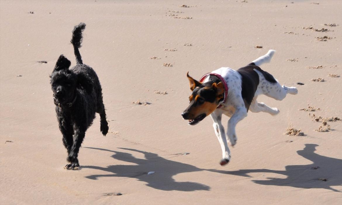 Dansk svensk gaardhund Björk<'3 - 12 # Björk og Max i fuld firspring :) Foto: AFH 12.07.11 billede 12