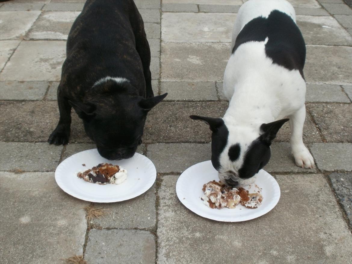 Fransk bulldog sally billede 12