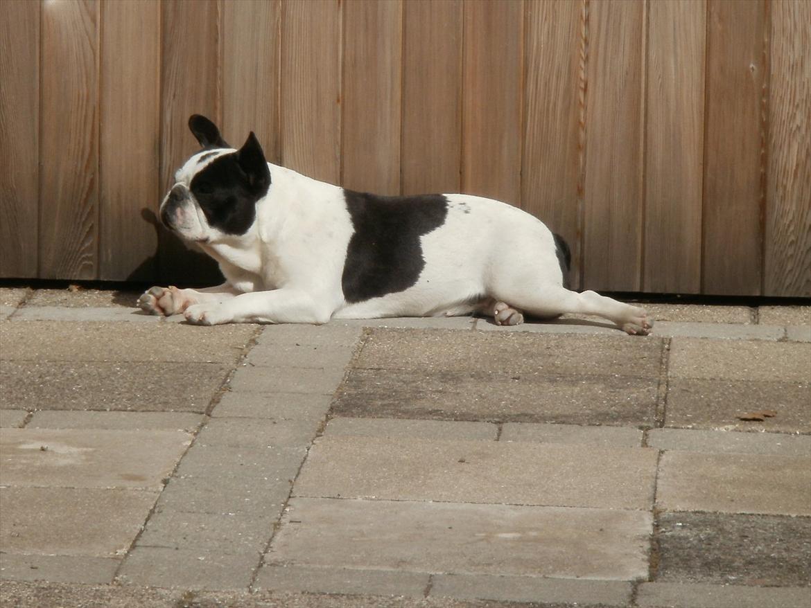 Fransk bulldog sally billede 13