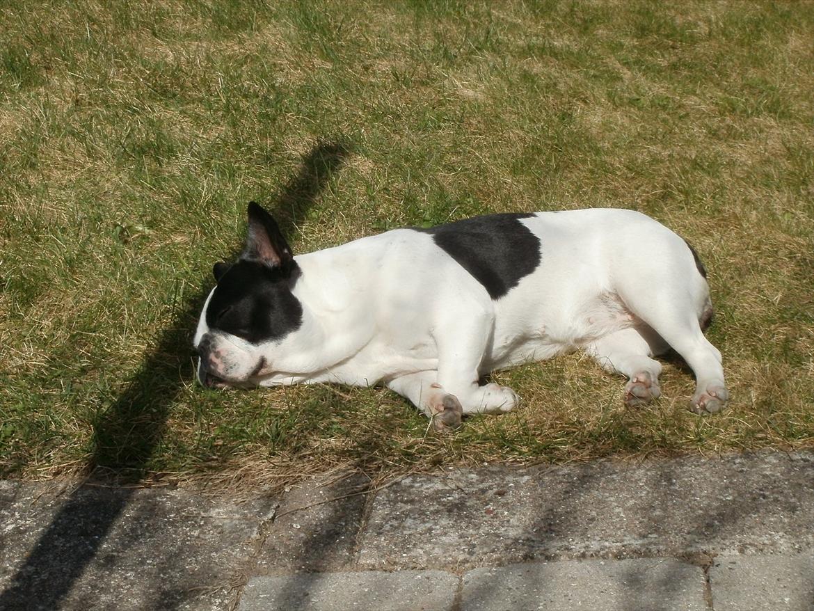 Fransk bulldog sally billede 14