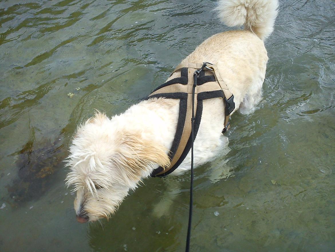 Blanding af racer *bamse* - våd uha men svømme jaah billede 15