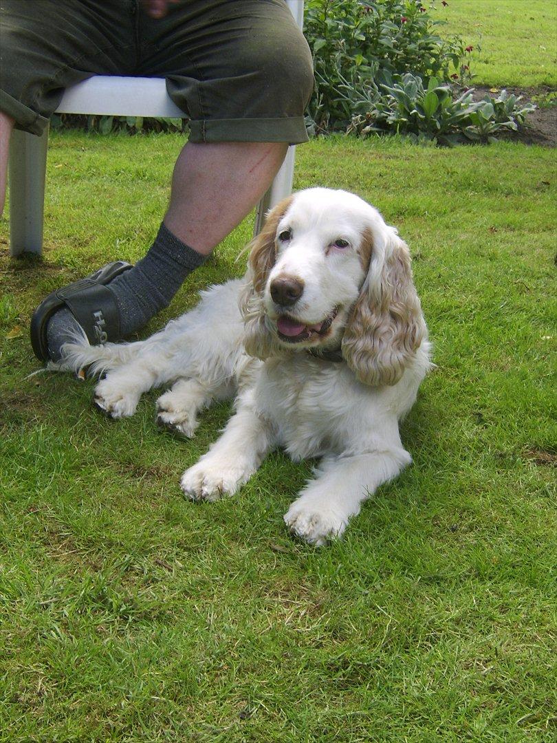 Cocker spaniel Lambert billede 6