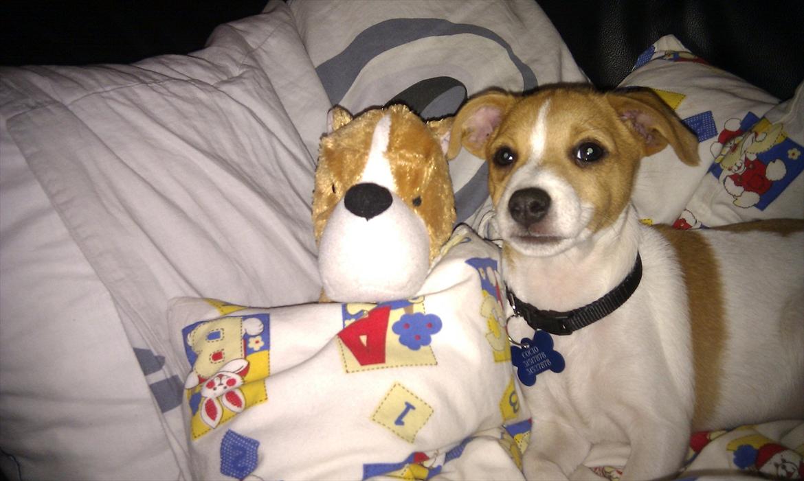 Blanding af racer Cocio - Cocio og hans cocio-bamse... 10 uger. billede 18