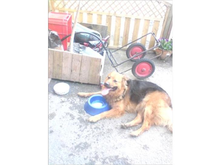 Blanding af racer Almine  billede 1